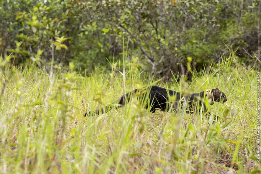 Relacher jaguarondi piste agami