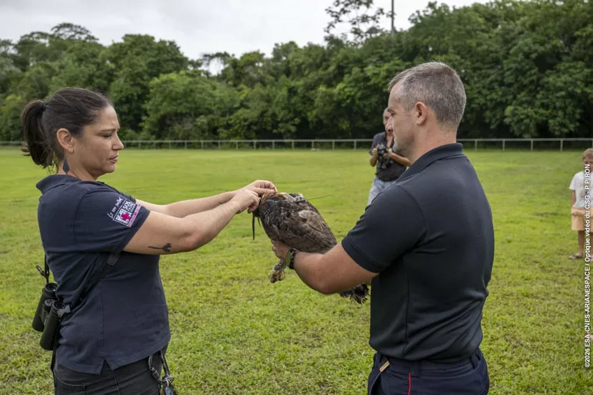 Relache Aigle orne au CSG