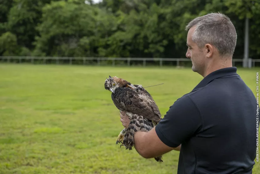 Relache Aigle orne au CSG