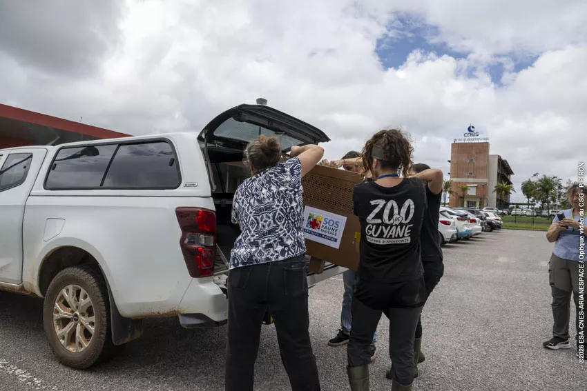 Relacher jaguarondi piste agami