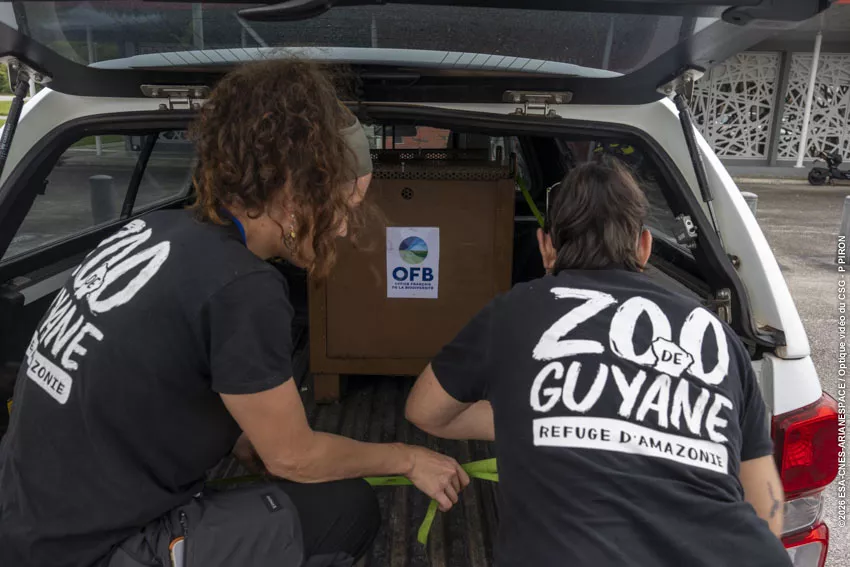 Relacher jaguarondi piste agami