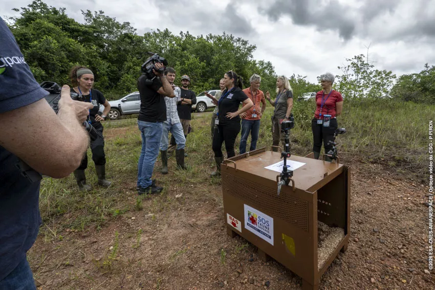 Relacher jaguarondi piste agami
