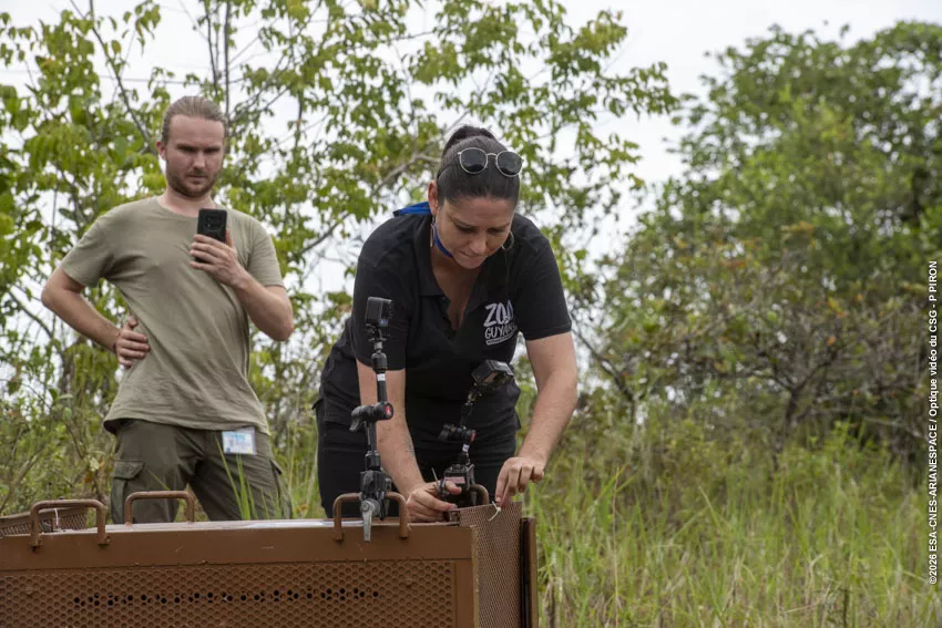 Relacher jaguarondi piste agami