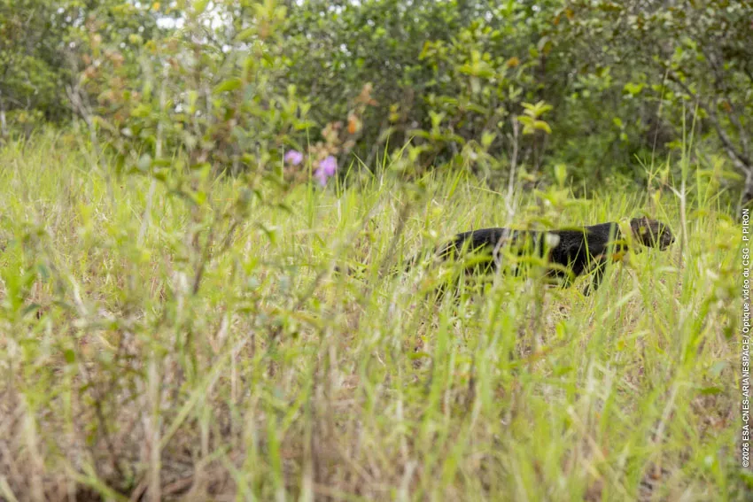Relacher jaguarondi piste agami